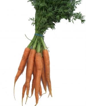 A bunch of carrots with fresh green leaves