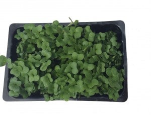 Top View of a punnet of Cress