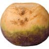 Fresh, raw turnip or swede isolated on white with clipping path