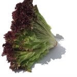 green lettuce with purple tips.