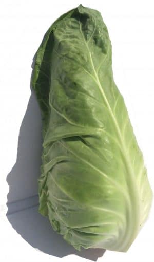 A Green Leafy Vegetable