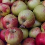 Photo of lots of cox apples