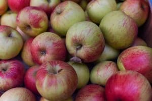 Photo of lots of cox apples